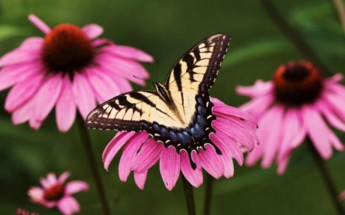 normal_tiger_swallowtail_butterfly_purple_coneflower-wide